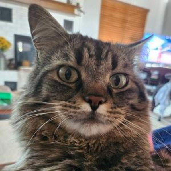 Banjo's Kitty Visa