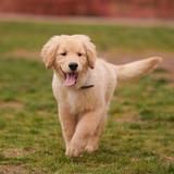 Goldzilla - Golden Retriever Festival at Long Lake Regional Park