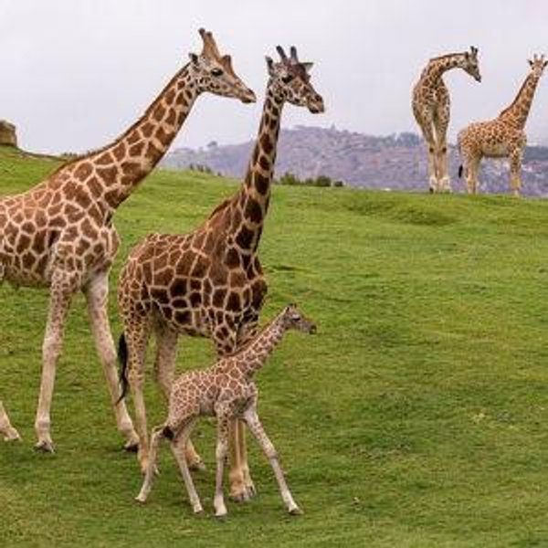 Honeymoon Adventures (San Diego Zoo)