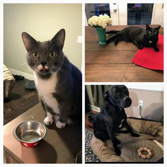 The Zoo: Quimby (11), Binx (5) and Dioji (11)