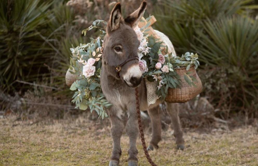 The Wedding Website of Chanlee Oakes and Grant Lewis