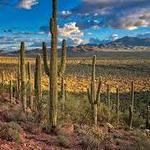 Saguaro National Park