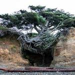 Tree Root Cave