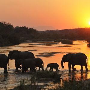 Sunset game drive in Kruger National Park
