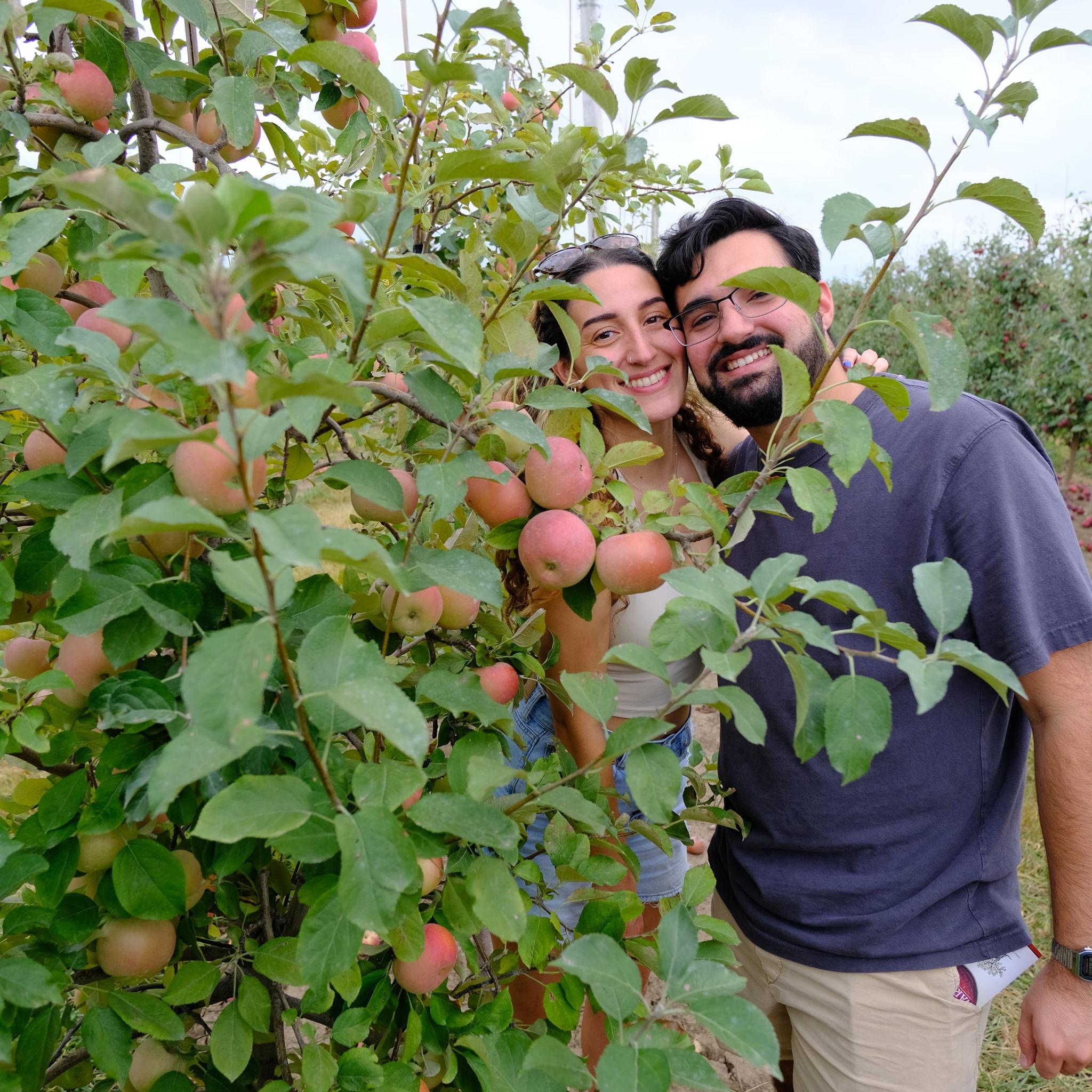 Apple Orchard 2024