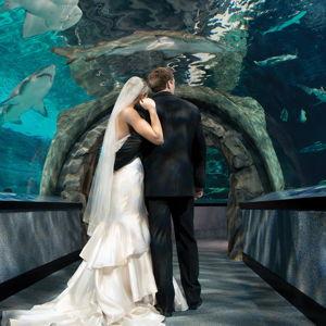 Aquarium Date