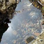 La Jolla Tide Pools
