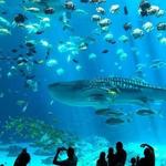 Georgia Aquarium