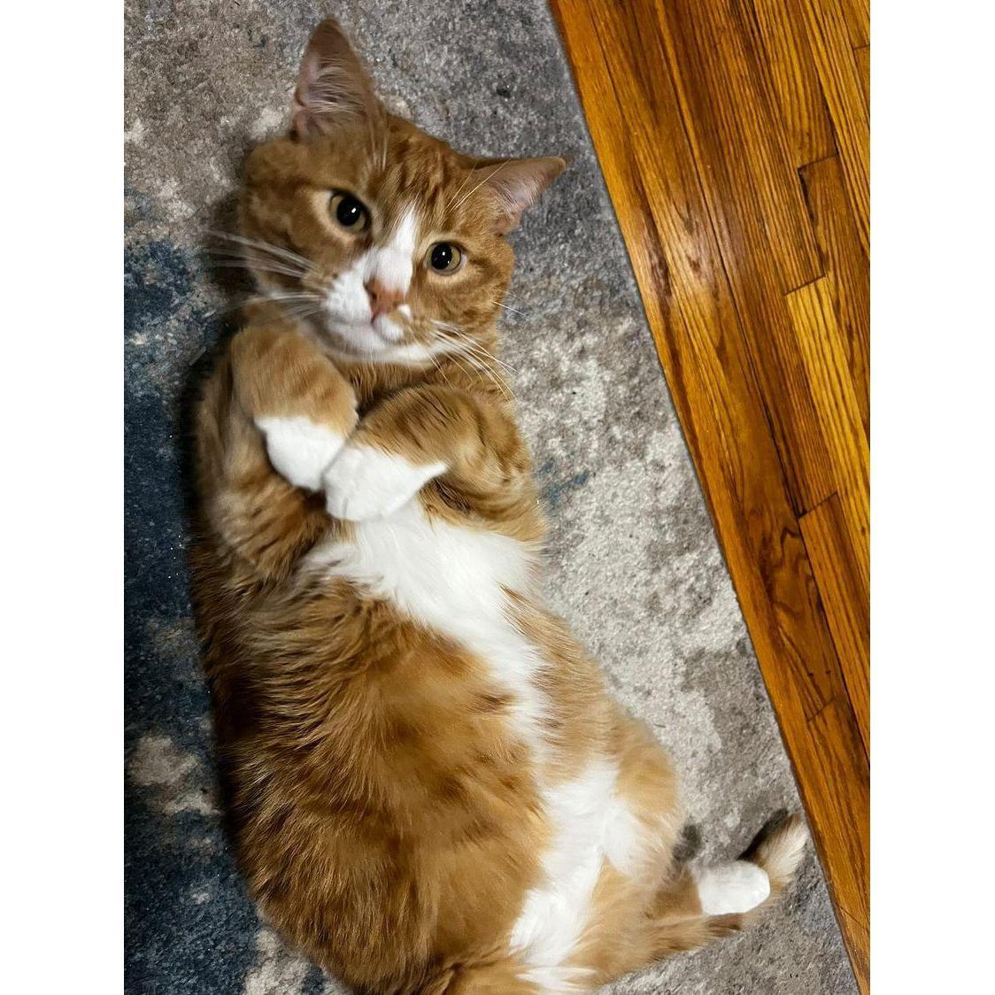 Bruce Boy!
