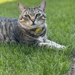 Muffin's extended summer camp fund