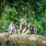 Sacred Monkey Forest Sanctuary