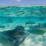 Stingray City Tours Grand Cayman