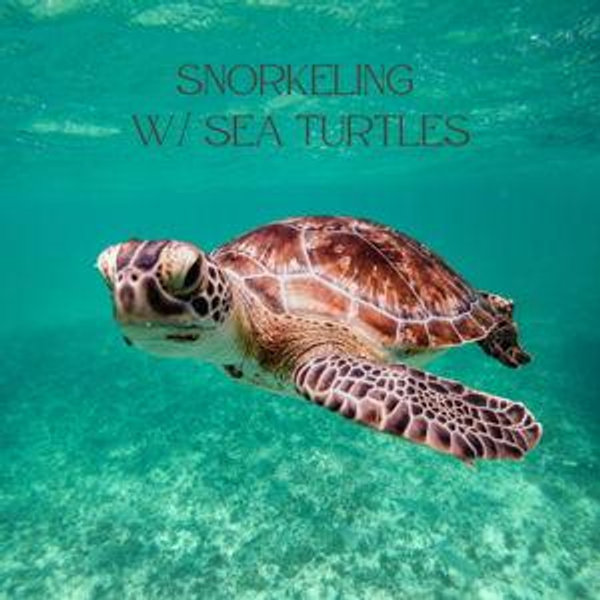 snorkeling with sea turtles