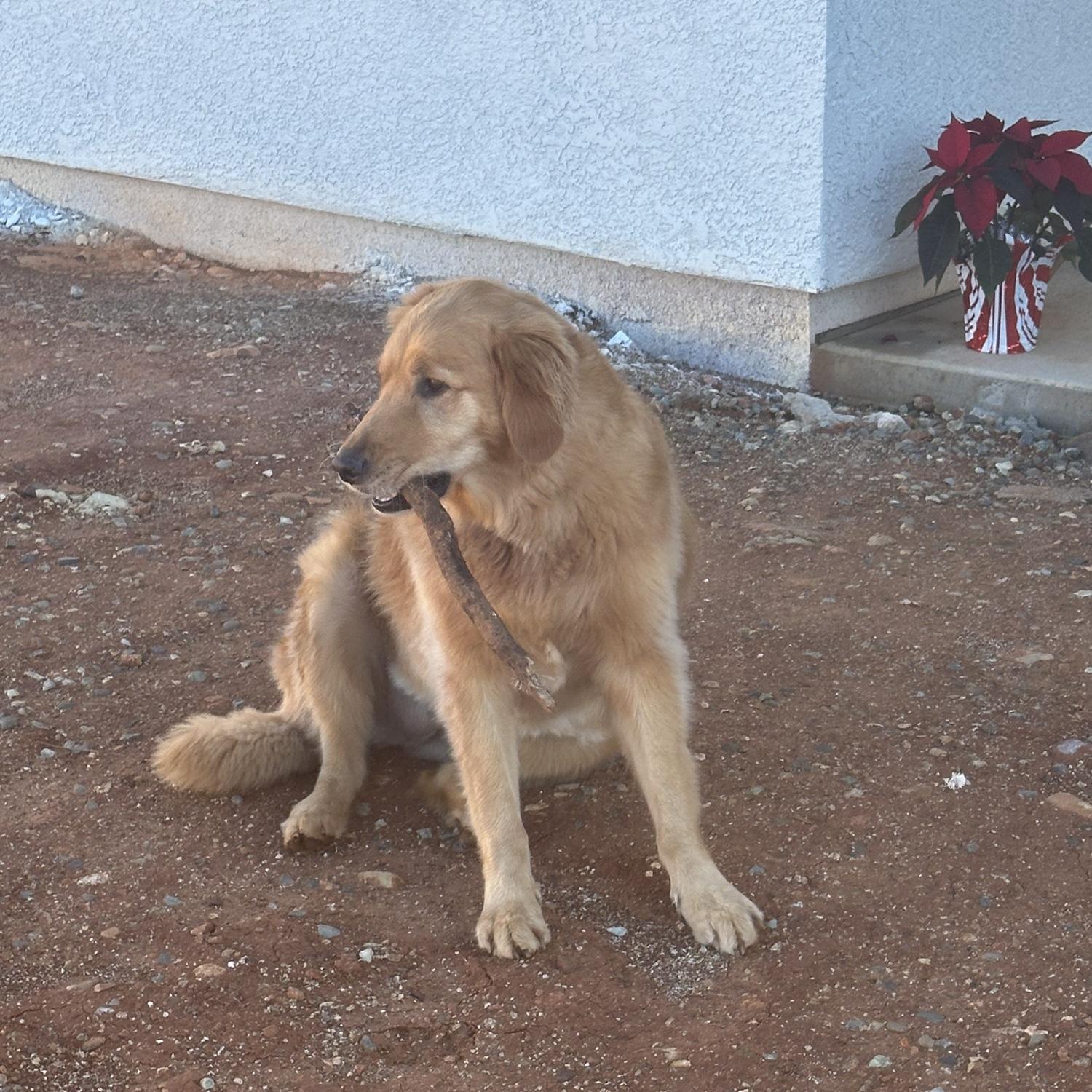 Agnus playing in our backyard!
