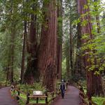 Muir Woods National Monument