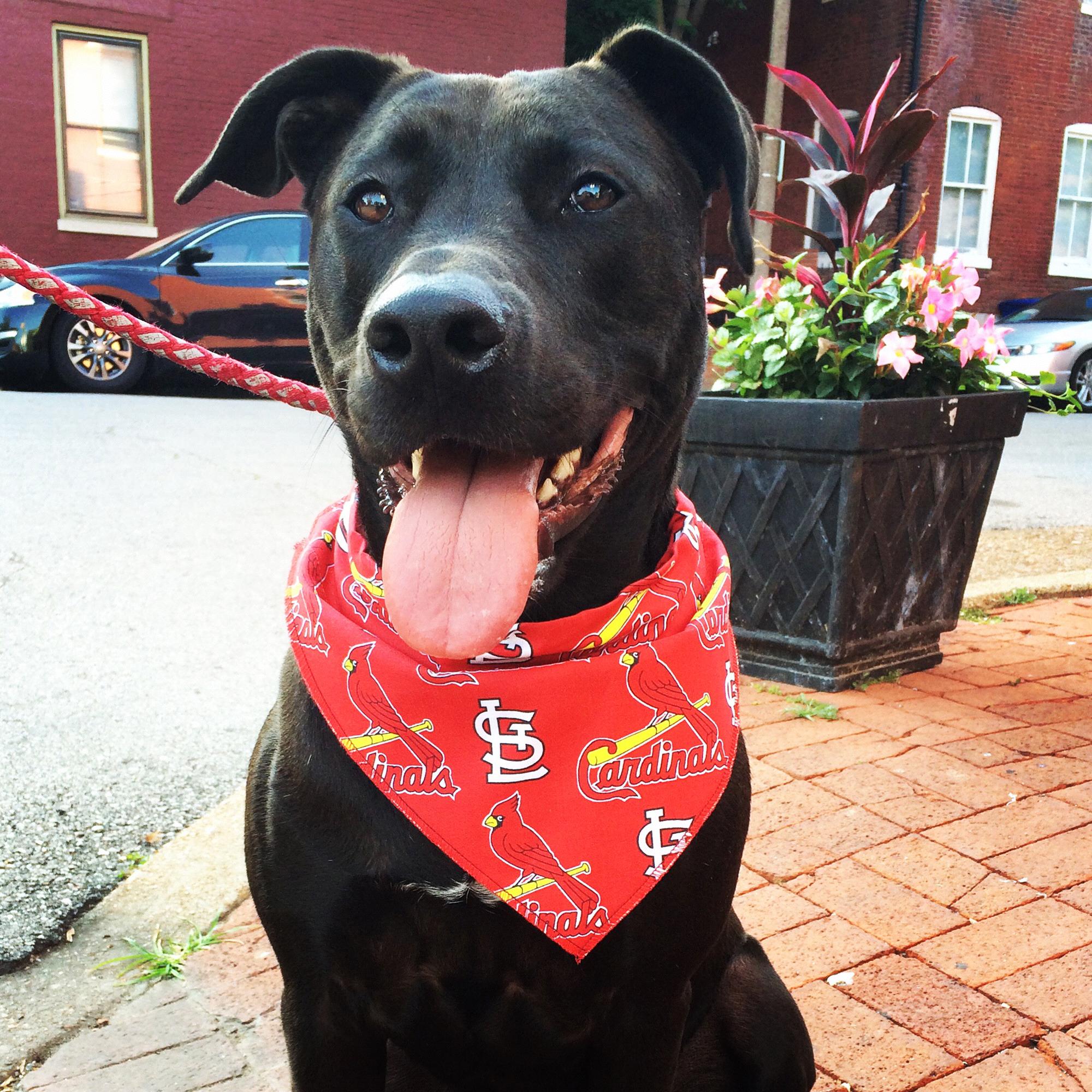 Penny is a huge St. Louis Cardinal's fan!