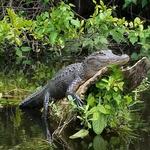 Little Manatee River State Park
