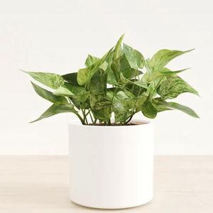 Medium Marble Pathos Ceramic Era in White