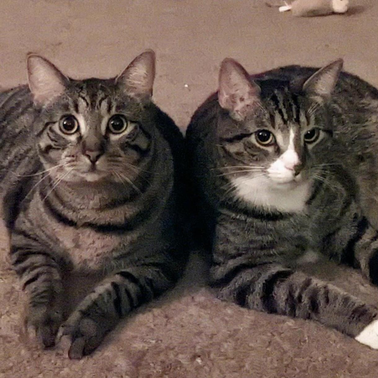 Our babies, Astro (left) & Beeso (right)