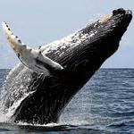 Santa Cruz Whale Watching