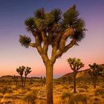 Joshua Tree National Park