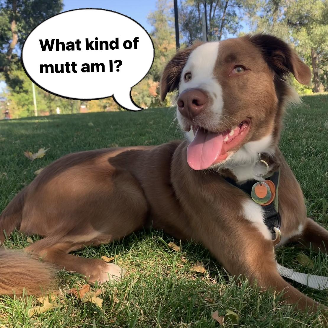 Embark Dog Breed ID Test (mixed breed)
