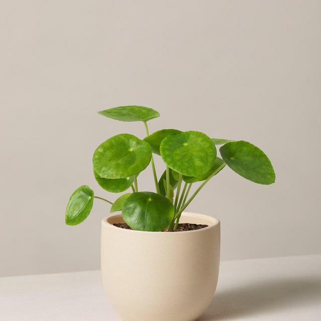 Pilea Peperomioides (in mint planter)