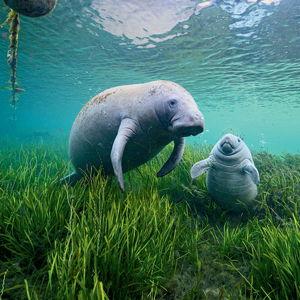 Swimming w/Manatees - Honeymoon