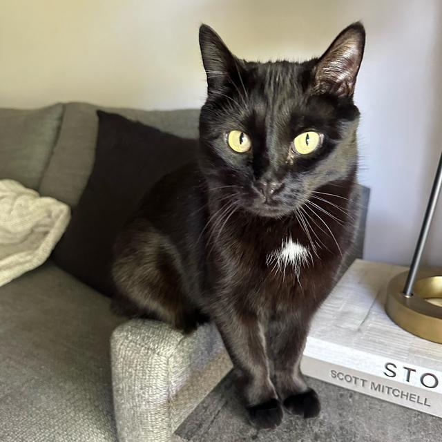 Pet Sitter For Our Honeymoon
