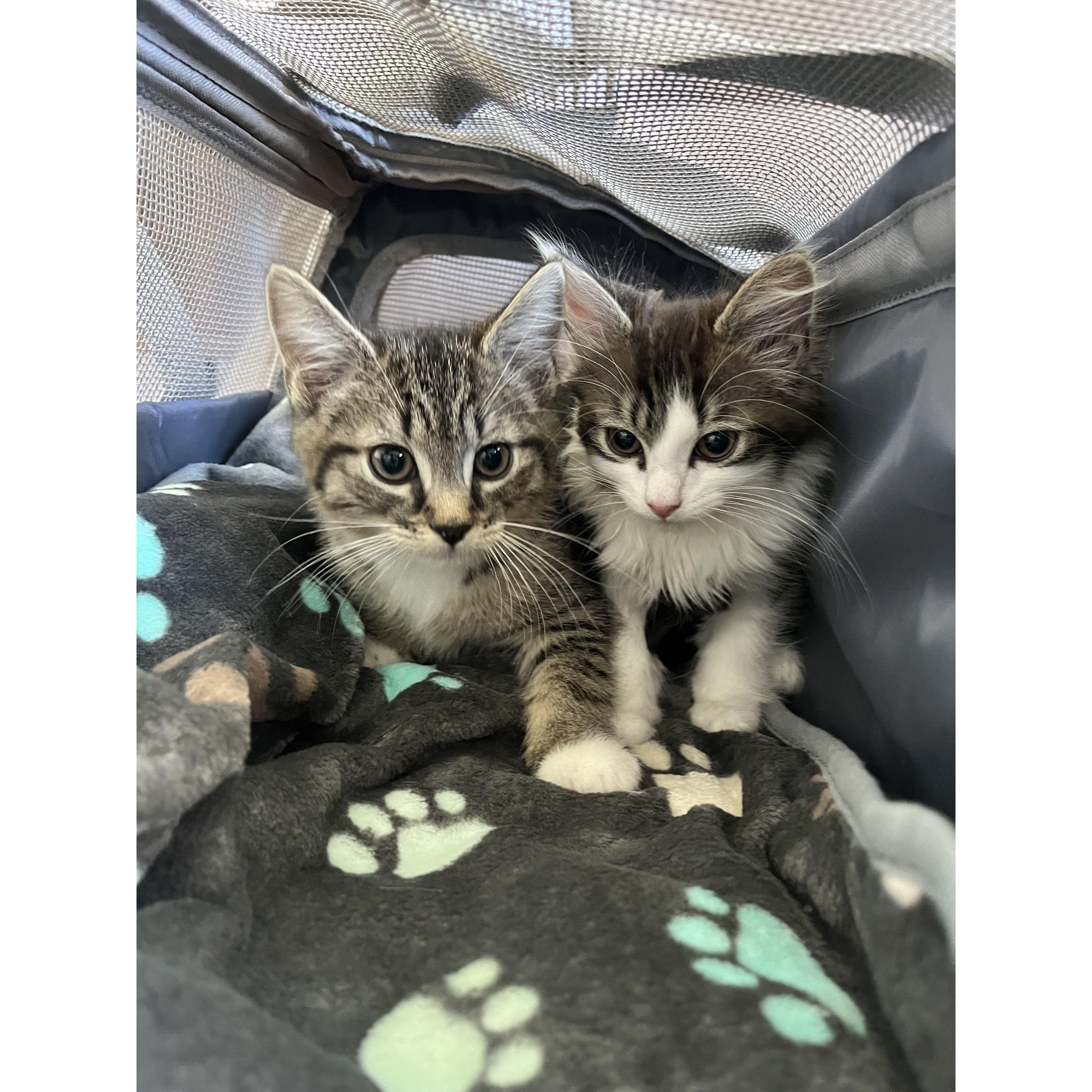 The very first picture we took of Widget and Loki