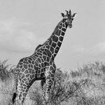 San Diego Zoo Safari Park