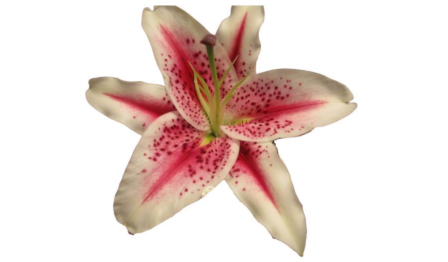 The Wedding Website of Izabel Rosalia del Bosque and Hector Andres-Gaspar