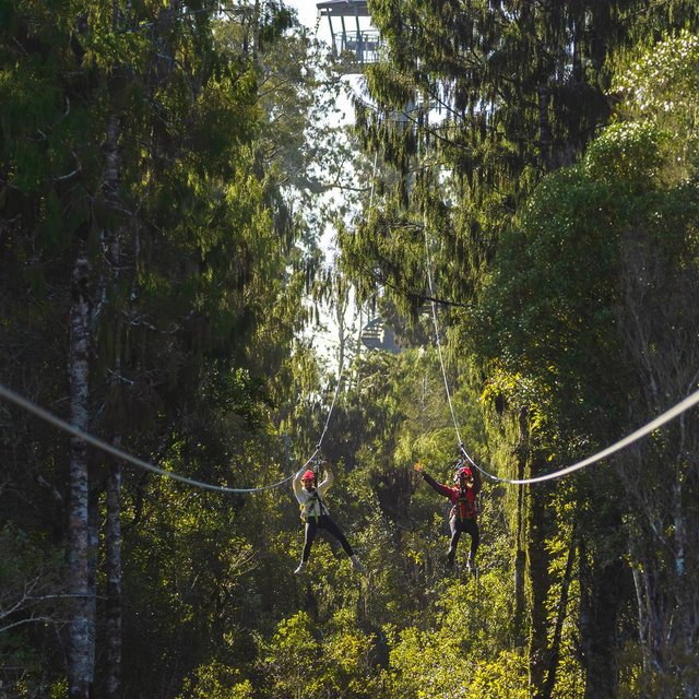 Honeymoon Treetop Ziplining