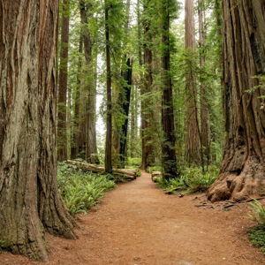 Redwoods Roadtrip