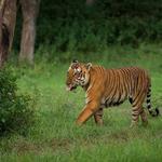 Bandipur National Park