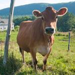 High Lawn Farm
