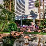 Flamingo Wildlife Habitat