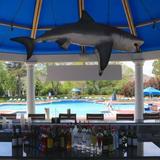 Shark Bah