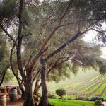 Still Waters Vineyards and Tasting Room