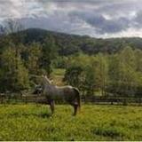 Cowgirl Up Stables, LLC