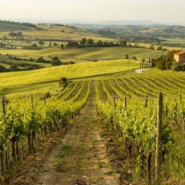 HONEYMOON | Vineyard Picnic for 2