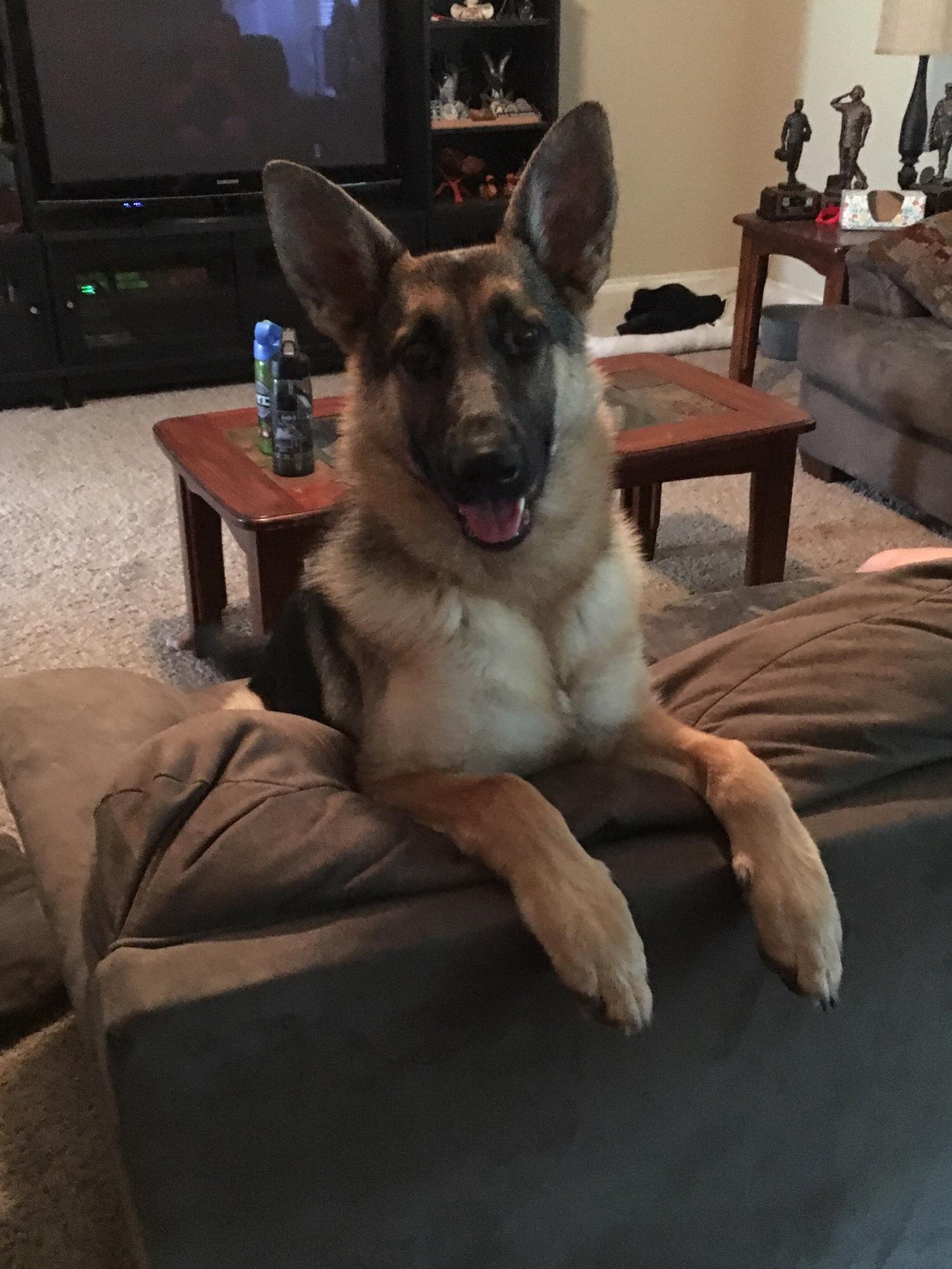 Nala Rose Williams