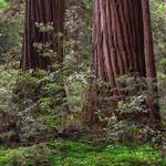 Henry Cowell Redwoods State Park