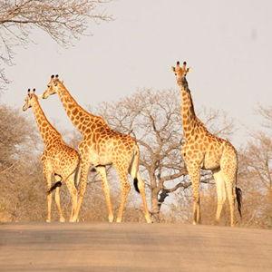 Safari Drive Adventure