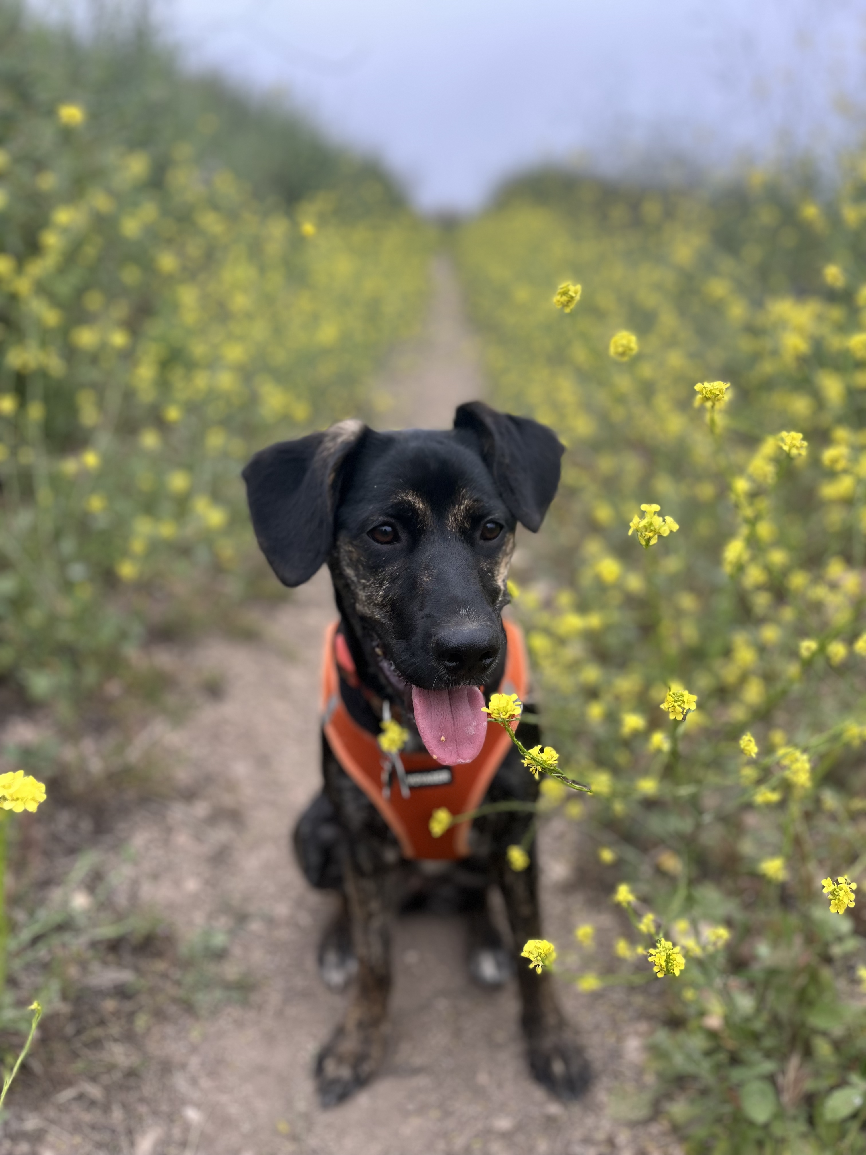 The Wedding Website of Casey Coates and Giacomo Prandelli