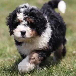 Our Future Puppy