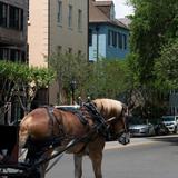 Explore Historic Charleston
