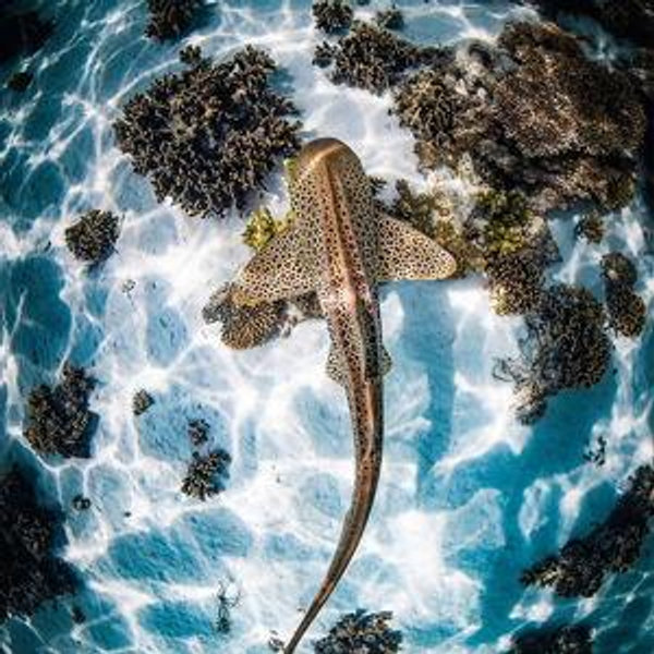 Swimming with Sharks