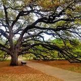 Century Tree