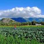 Pyrah's Pioneer Peak Farm